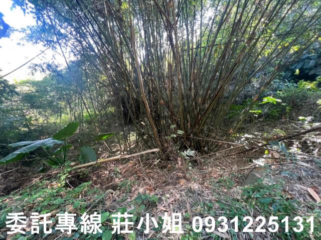 左鎮農地-1